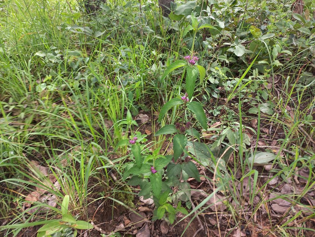 Lantana ukambensis subsp. ukambensis