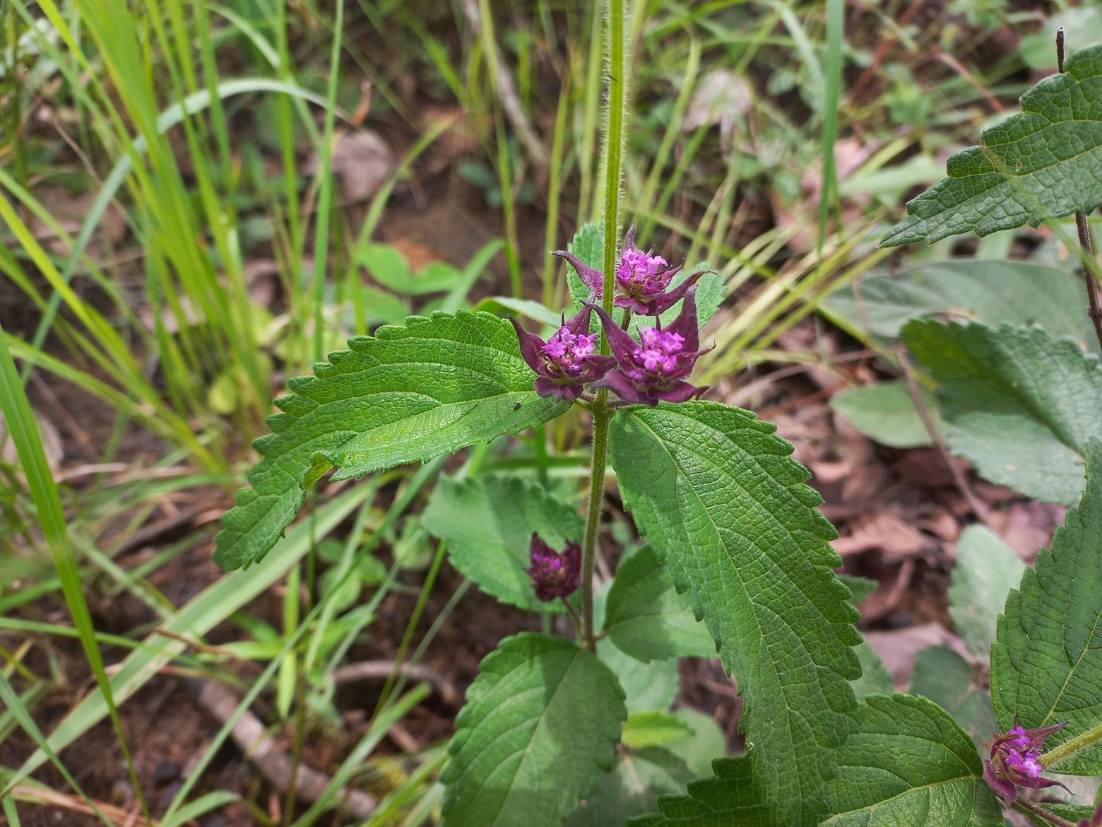 Lantana ukambensis subsp. ukambensis