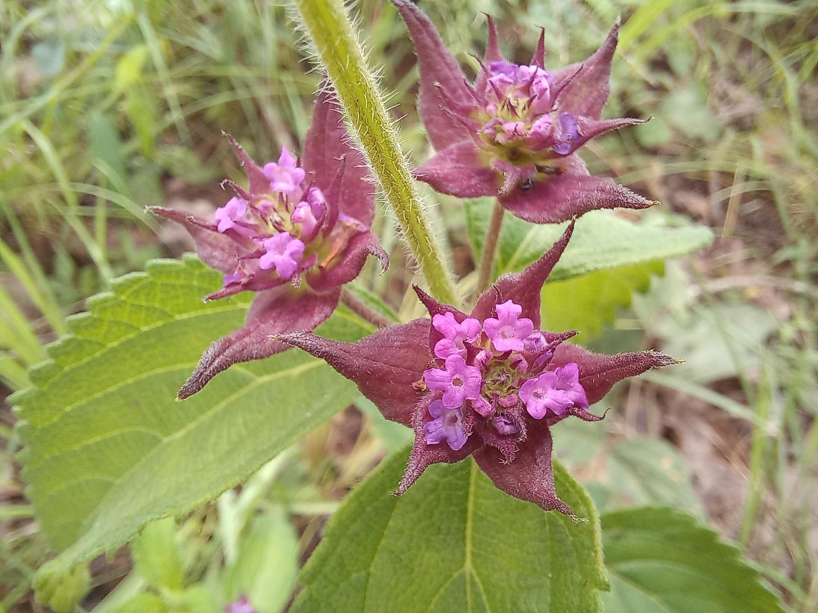 Lantana ukambensis subsp. ukambensis