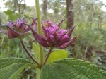 Lantana ukambensis subsp. ukambensis