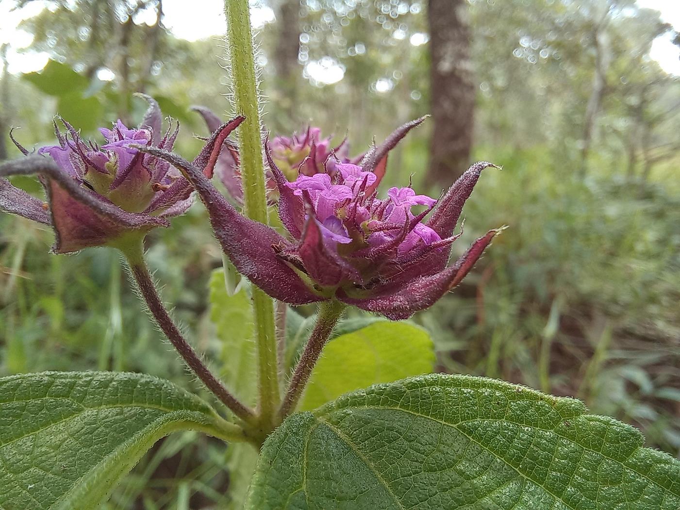 Lantana ukambensis subsp. ukambensis