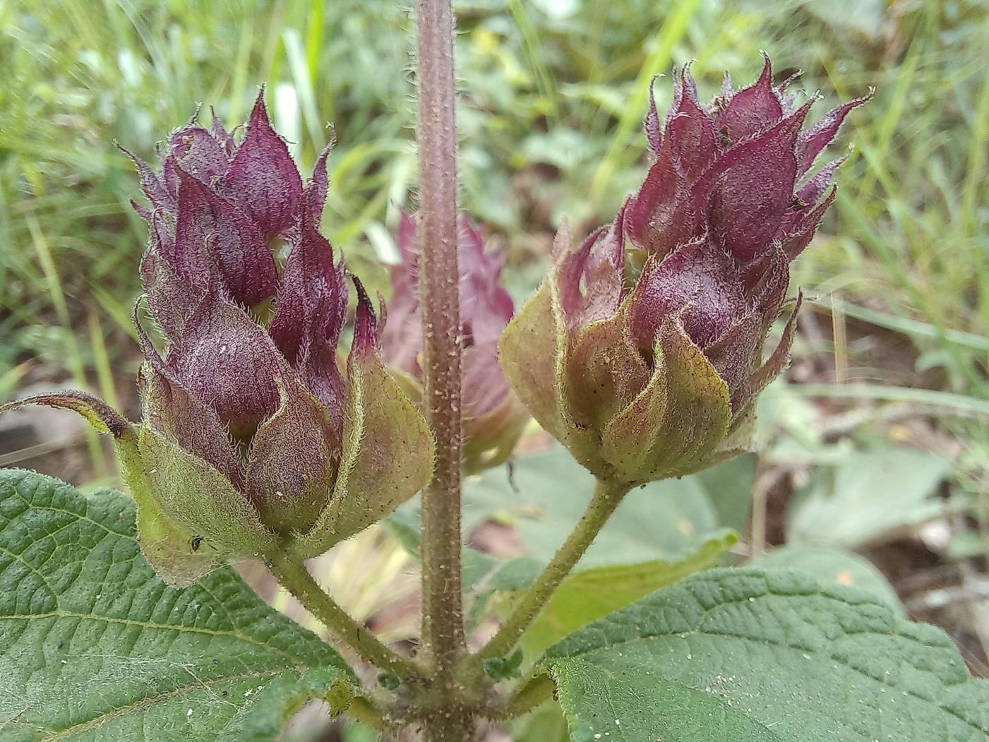 Lantana ukambensis subsp. ukambensis