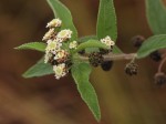 Lippia javanica