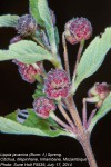 Lippia javanica