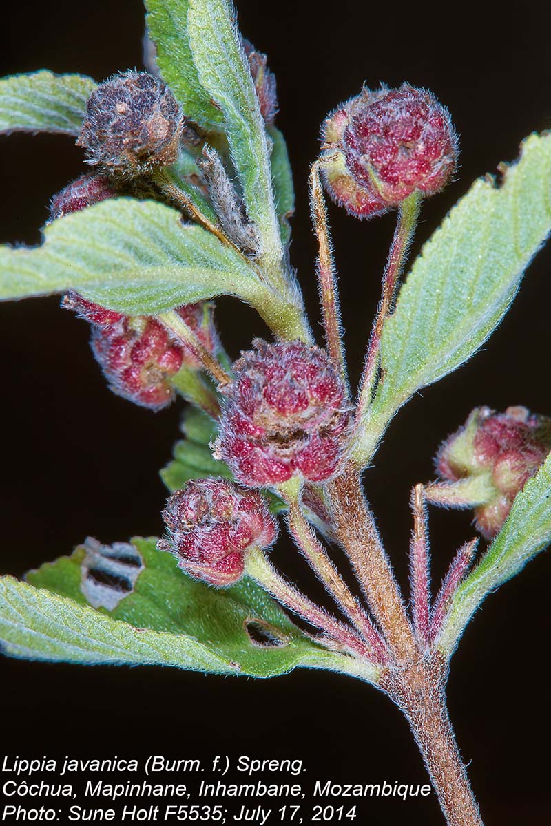 Lippia javanica