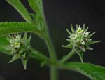 Lippia woodii