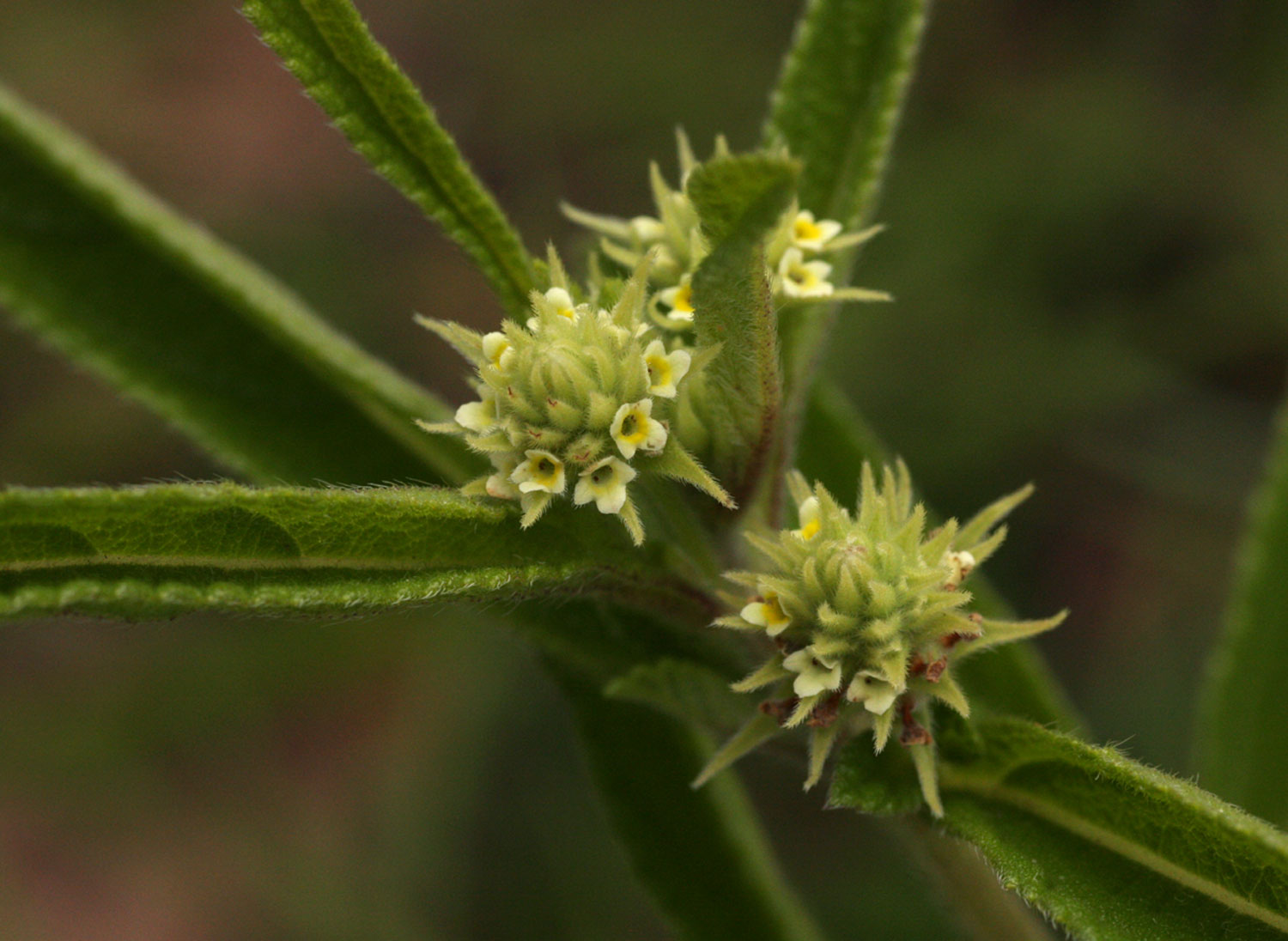 Lippia woodii
