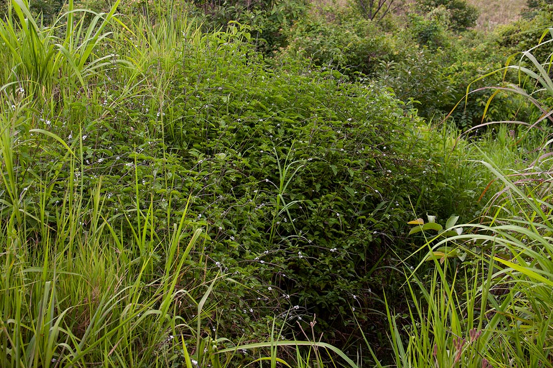 Stachytarpheta cayennensis Stachytarpheta cayennensis