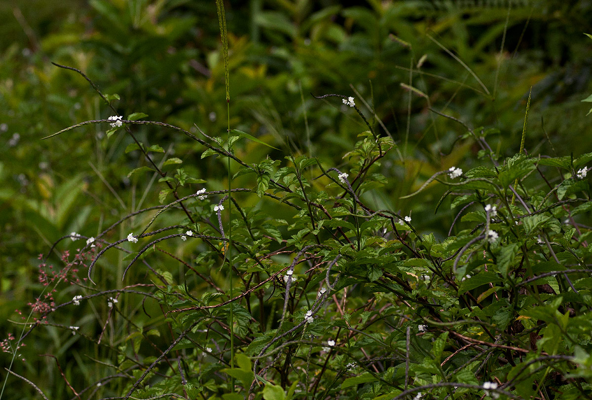 Stachytarpheta cayennensis Stachytarpheta cayennensis