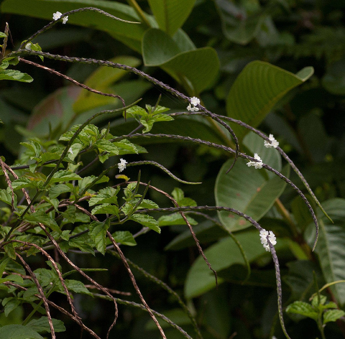 Stachytarpheta cayennensis Stachytarpheta cayennensis