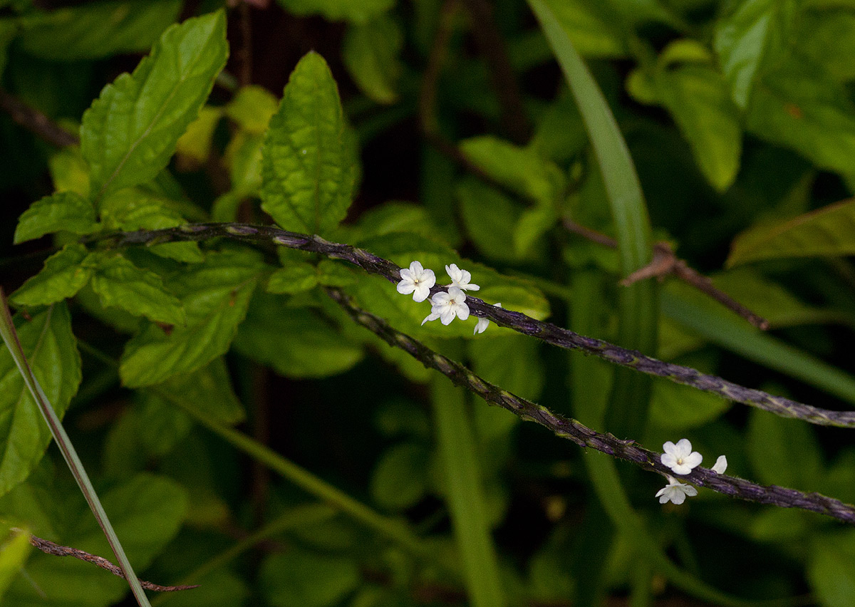 Stachytarpheta cayennensis Stachytarpheta cayennensis
