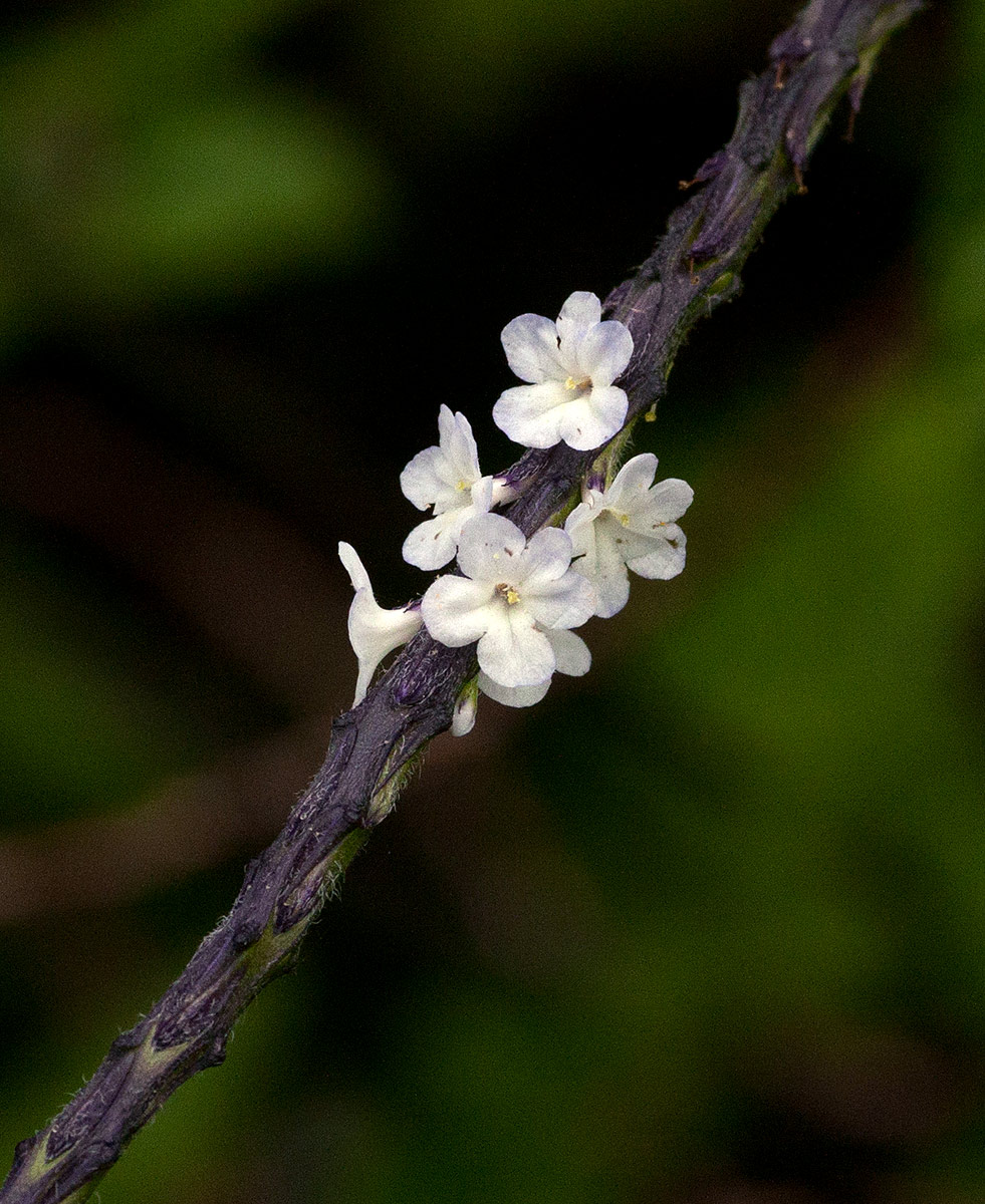 Stachytarpheta cayennensis Stachytarpheta cayennensis
