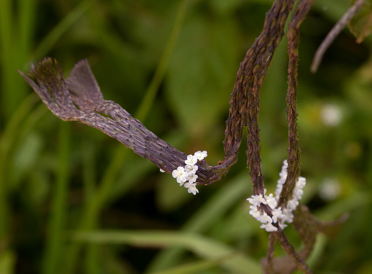 Stachytarpheta cayennensis Stachytarpheta cayennensis