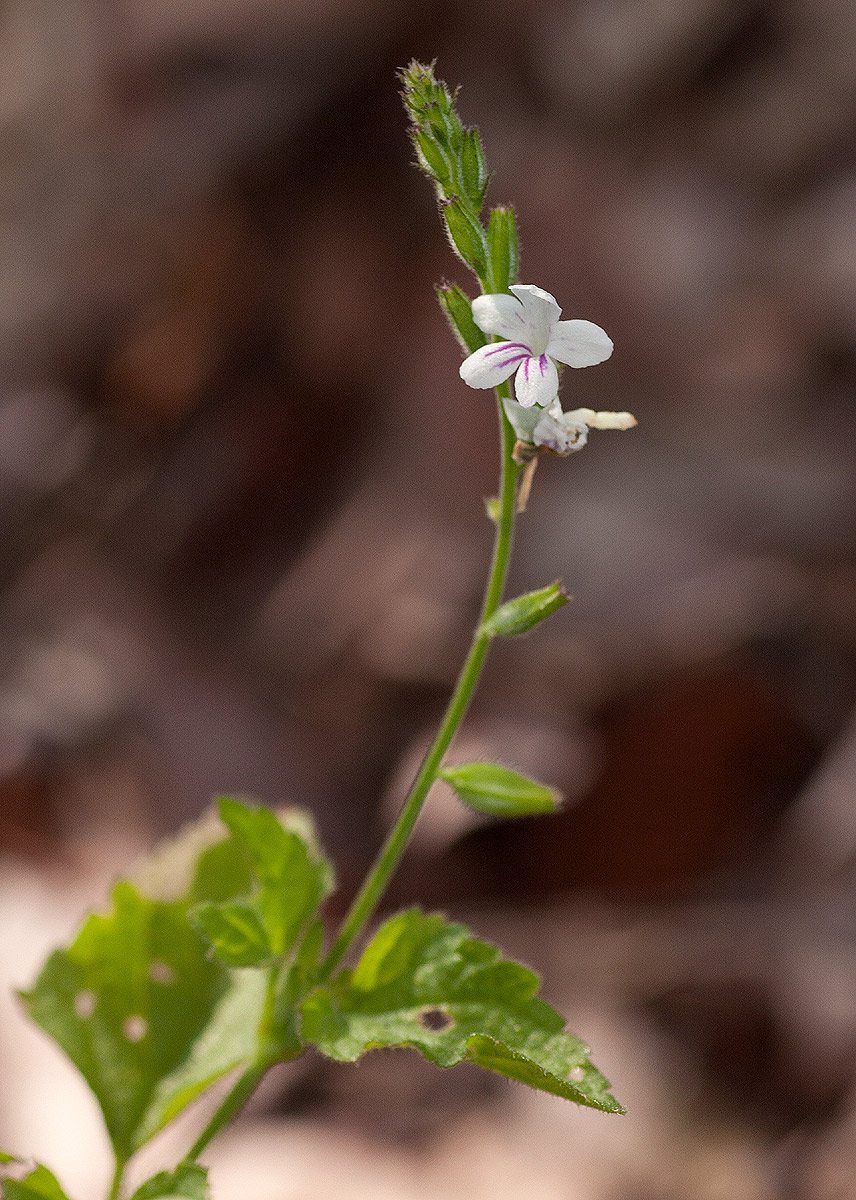 Priva flabelliformis Priva flabelliformis