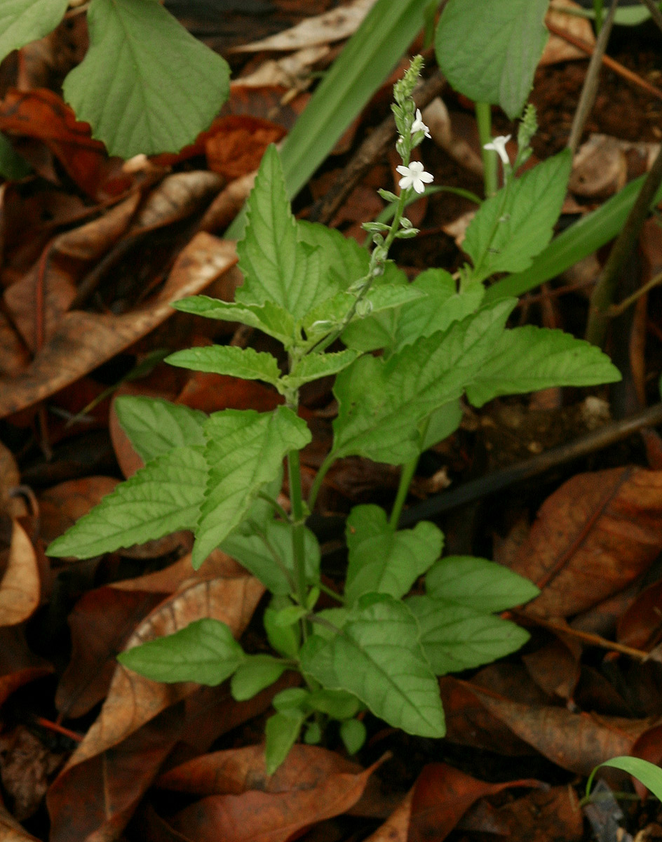 Priva flabelliformis Priva flabelliformis