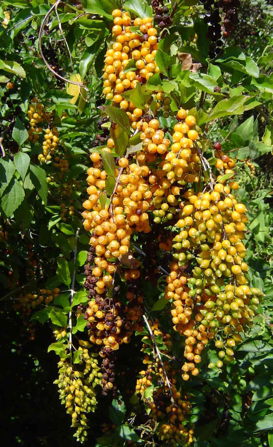 Duranta erecta Duranta erecta