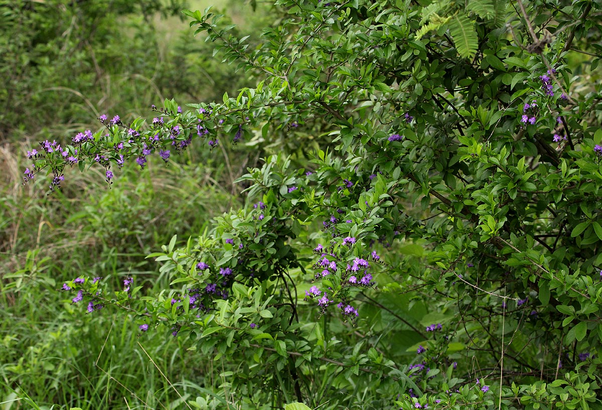 Duranta erecta Duranta erecta