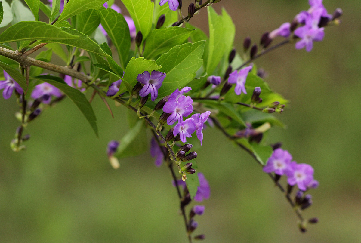 Duranta erecta Duranta erecta