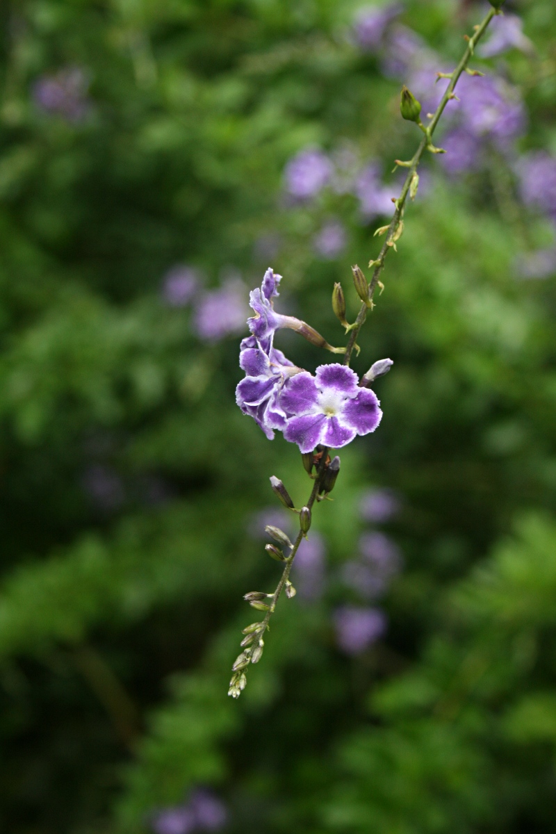 Duranta erecta Duranta erecta