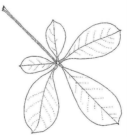 Vitex madiensis subsp. milanjiensis