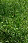 Leonotis nepetifolia var. nepetifolia
