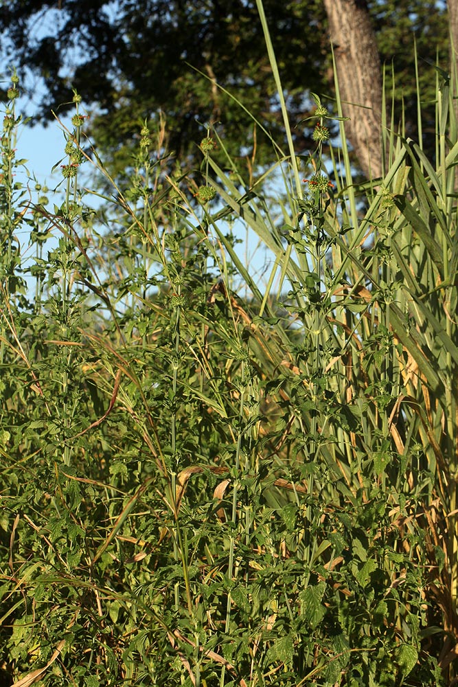 Leonotis nepetifolia var. nepetifolia