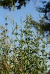 Leonotis nepetifolia var. nepetifolia