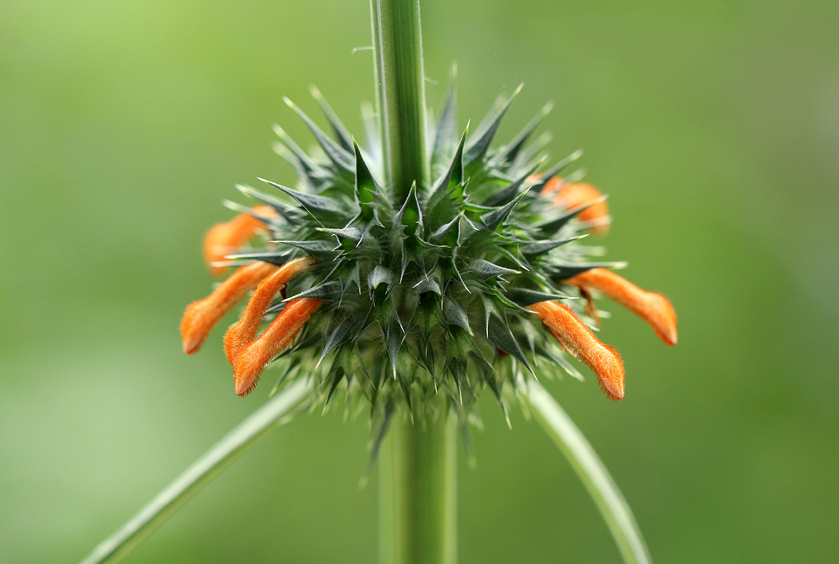 Leonotis nepetifolia var. nepetifolia