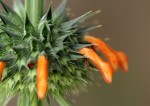 Leonotis nepetifolia var. nepetifolia