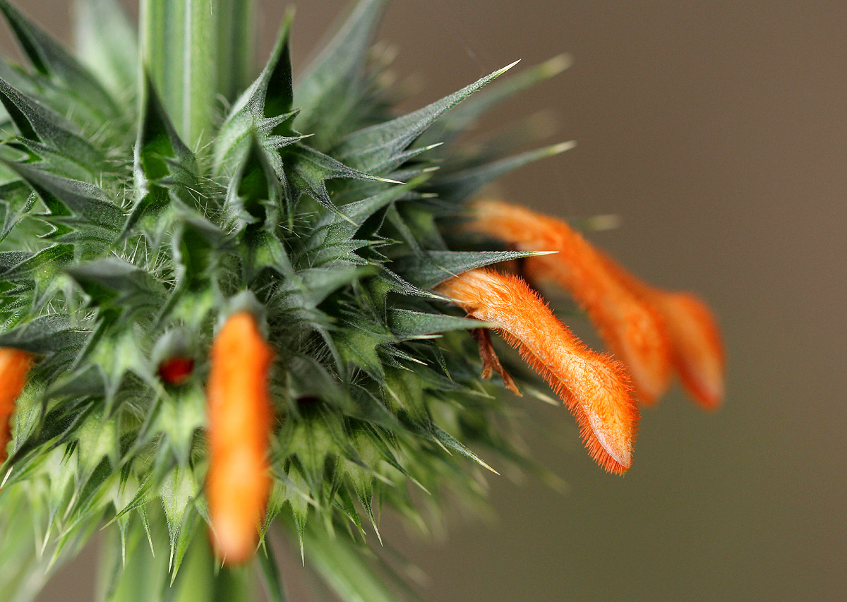 Leonotis nepetifolia var. nepetifolia