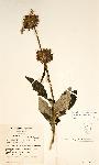 Leonotis ocymifolia var. raineriana