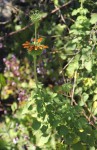 Leonotis ocymifolia var. raineriana