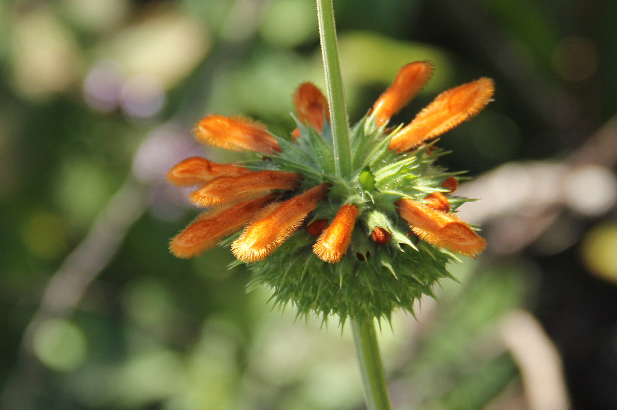 Leonotis ocymifolia var. raineriana