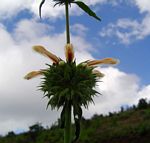 Leonotis ocymifolia var. raineriana