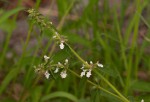 Stachys pseudonigricans