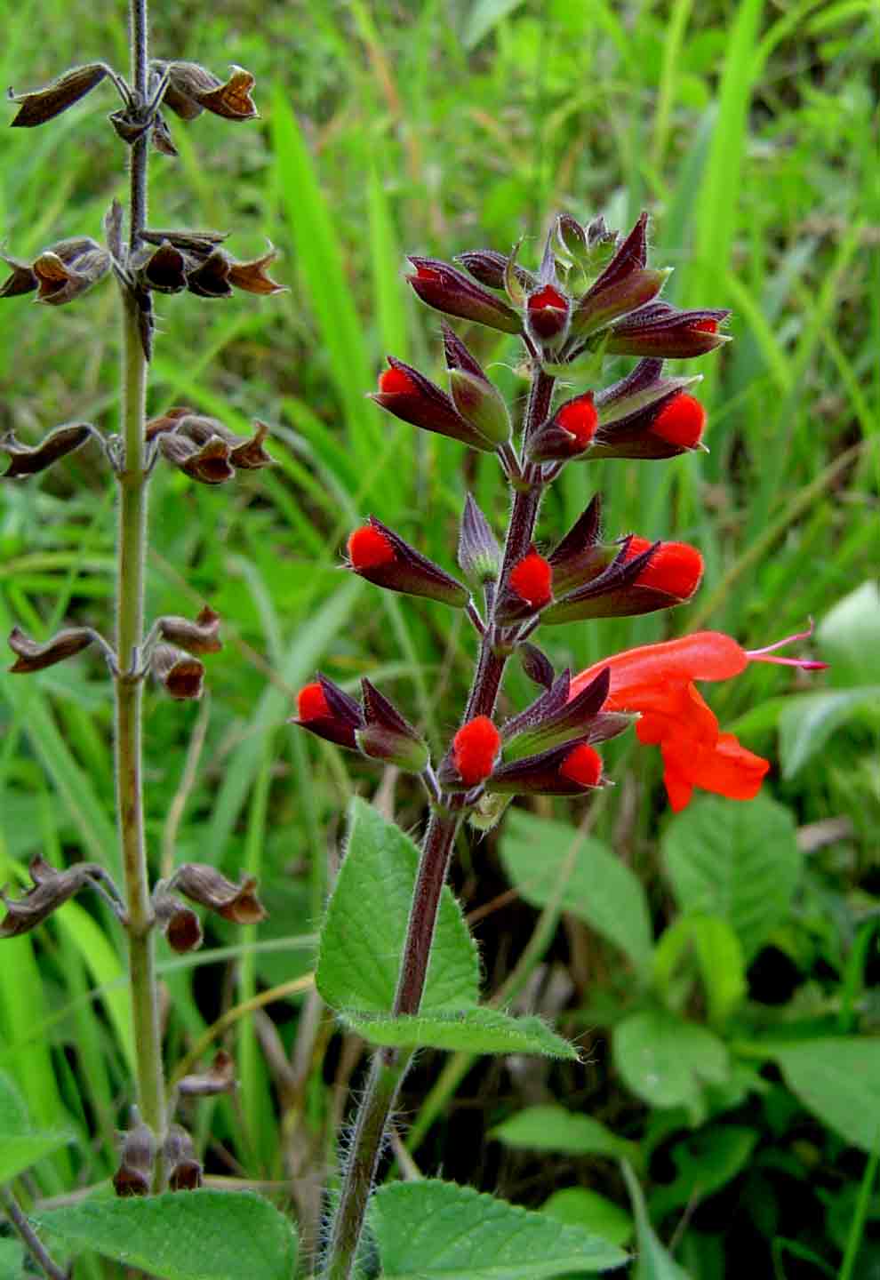 Salvia coccinea Salvia coccinea