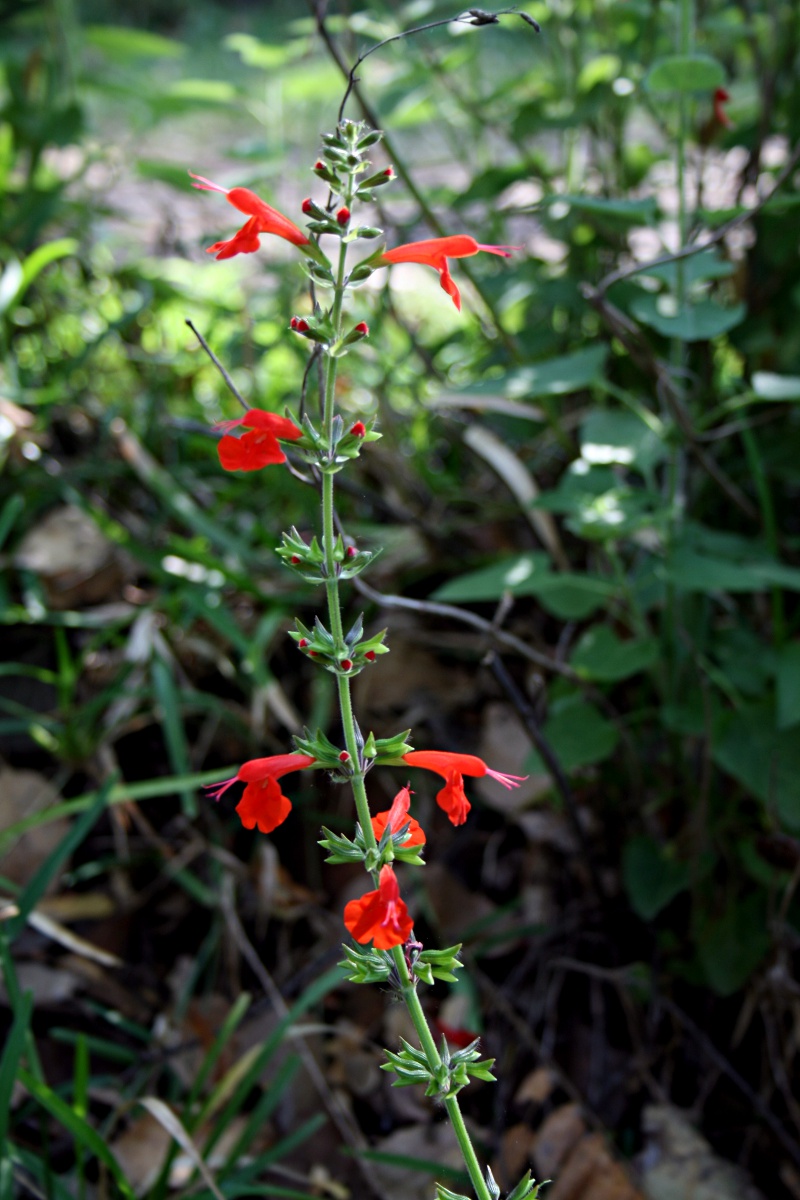 Salvia coccinea Salvia coccinea