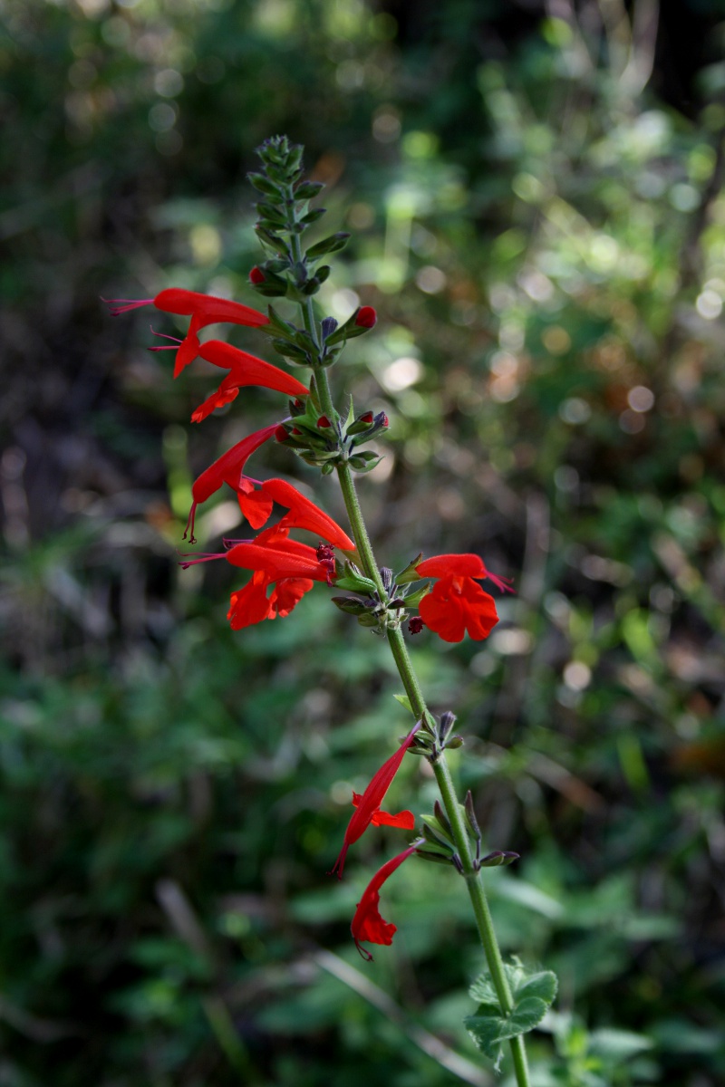 Salvia coccinea Salvia coccinea