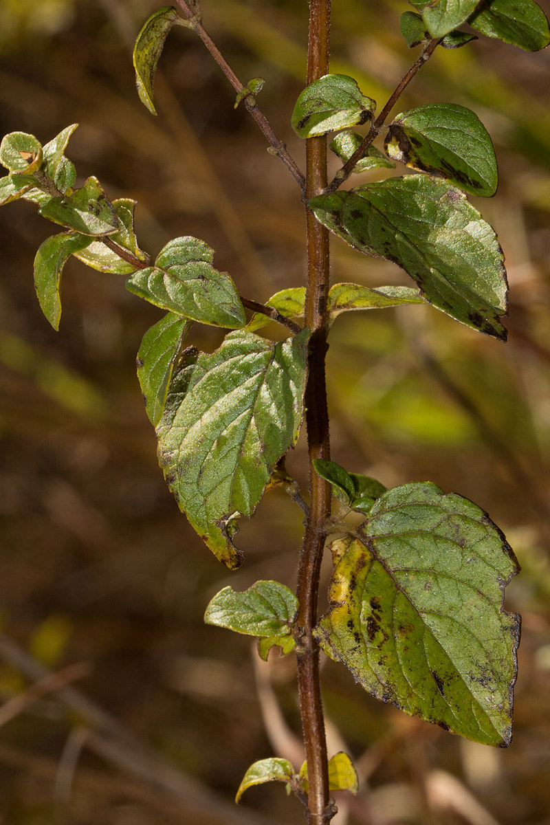 Clinopodium myrianthum