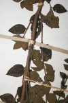 Clinopodium myrianthum