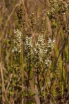 Clinopodium myrianthum