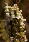 Clinopodium myrianthum