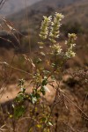 Clinopodium myrianthum