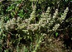 Mesosphaerum pectinatum