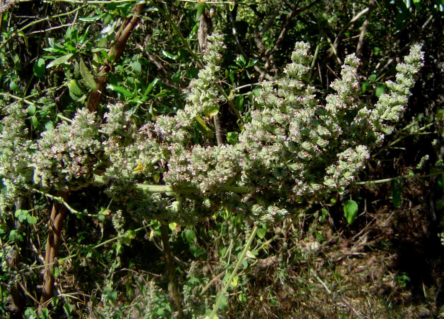 Mesosphaerum pectinatum