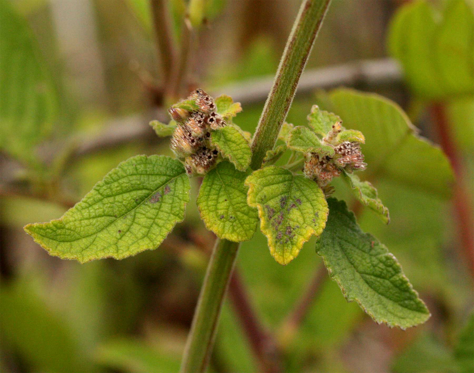 Mesosphaerum pectinatum