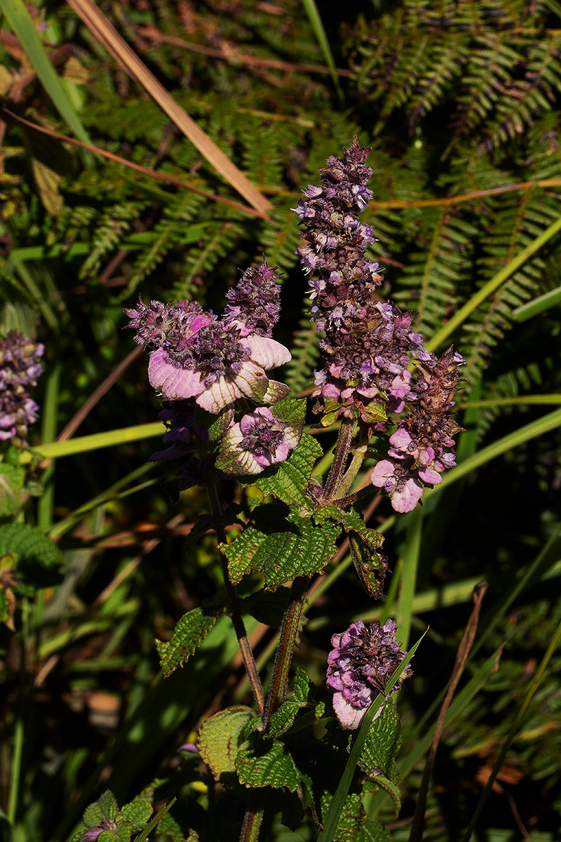 Platostoma rotundifolium