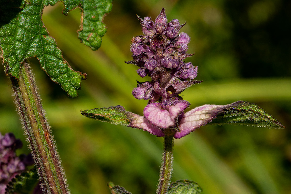 Platostoma rotundifolium