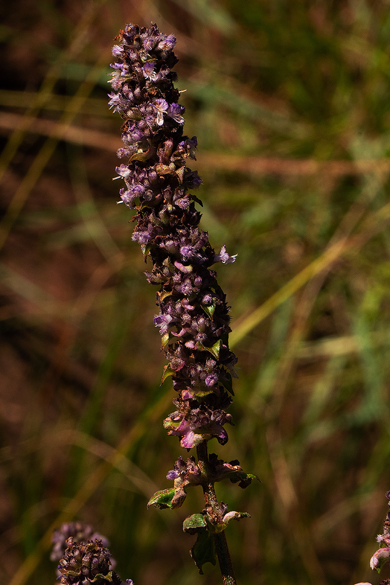 Platostoma rotundifolium