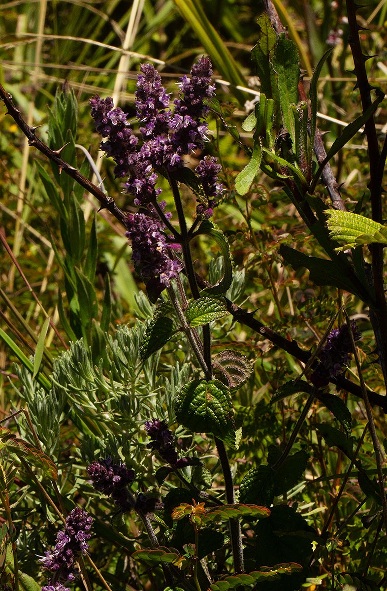 Platostoma rotundifolium